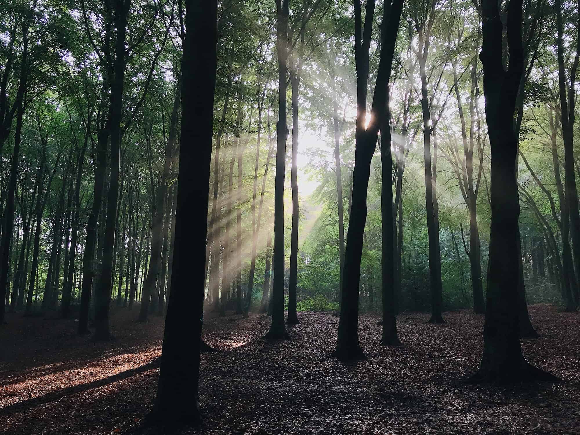 Forest in the morning